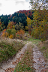 Fototapeta na wymiar Back road in autumn forest