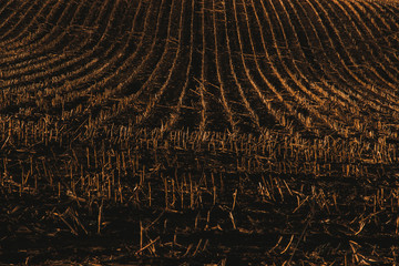 Landwirtschaftliches Feld