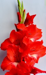 flaming red gladioli