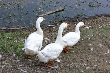 Three white ducks looking right walking near dirty algous pond. Group of domestic birds in country farm landscape