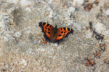 Fototapeta na wymiar Macro photo of beautiful orange and black butterfly on wet brown seashore sand. Tortoiseshell fly on sandy Baikal beach