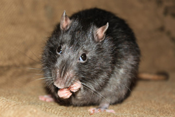  Gray rats gnaws a pine nut. Close-up.