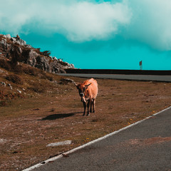Kuh neben einer Straße in Spanien