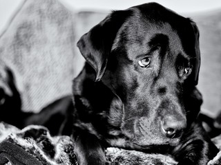 black labrador