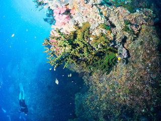 パラオ_ペリリュー_スキューバダイビング