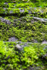 Moosige Treppe
