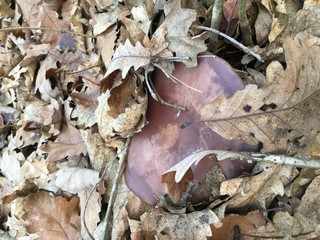 autumn leaves