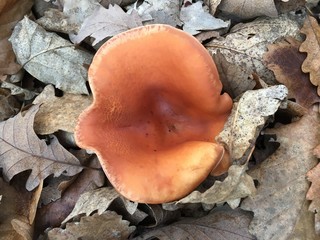 mushrooms on the tree