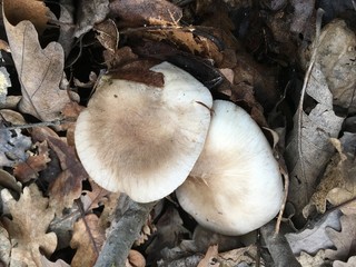 mushrooms in the forest