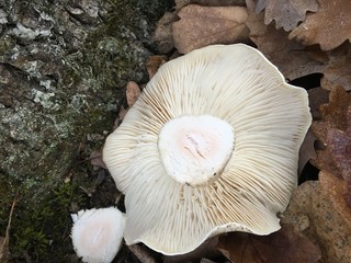group of mushrooms