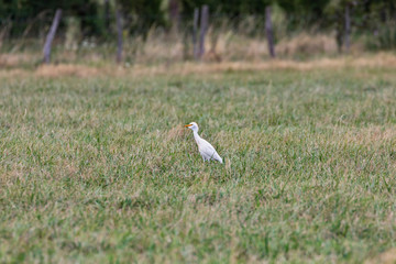Great egret-Grande Aigrette (Ardea alba)