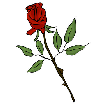 Vector image of a red rose on a white background. Bud with red petals, green leaves and stems on a white background.