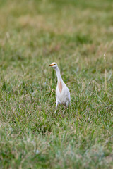 Great egret-Grande Aigrette (Ardea alba)