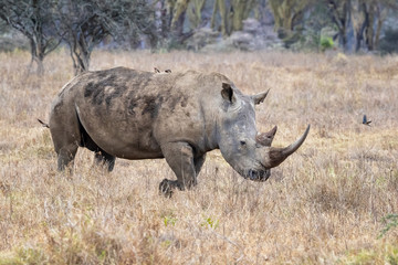Female white rhino walking in Lake Nakuru National Park