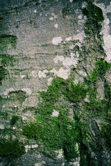 Beech bark texture with green moss at the roots