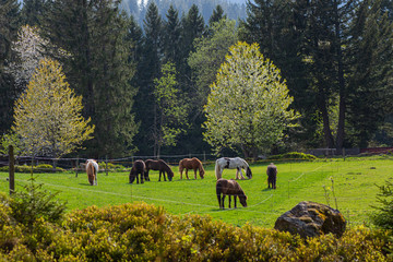 horse pasture
