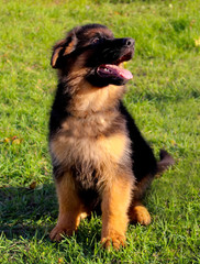 shepherd sits on the green grass