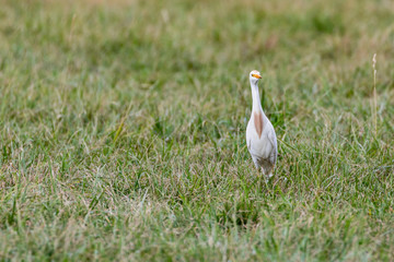 Great egret-Grande Aigrette (Ardea alba)