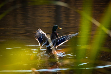 Duck mallard fly autumn nature action life wild