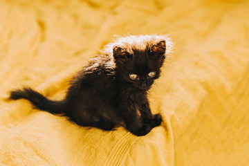 Black fluffy devil kitten on a yellow background. Halloween, all saints night, cute pet. Copy space.