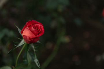 Beautiful red rose, green rose leaves as a backdrop.