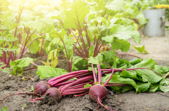 Just picked Red Beets on the garden soil closeup view