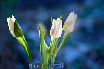 Fototapeta premium weiße Tulpen mit blauen Bokeh
