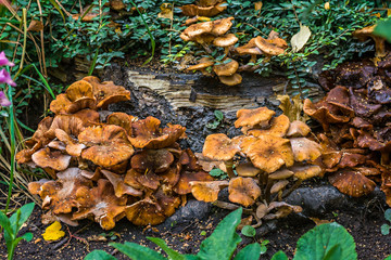 Mushrooms