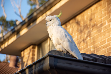 Sulphur-crested cockatoo seating on a roof. Urban wildlife. Australian backyard visitors