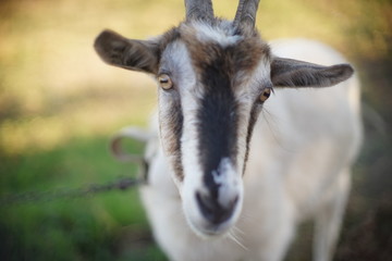 Portrait of a domestic goat, face close-up. Grazing farm animals in nature.