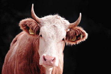 portrait of a cow