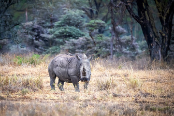 Fototapeta premium Female white rhino in Lake Nakuru