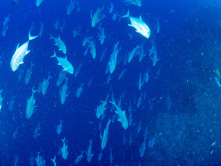 パラオ_ペリリュー_スキューバダイビング