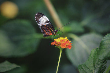 Schmetterling