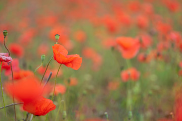 Obraz premium poppies in a field