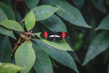 Schmetterling
