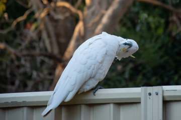 Sulphur-crested cockatoo seating on a fence. Urban wildlife. Australian backyard visitors