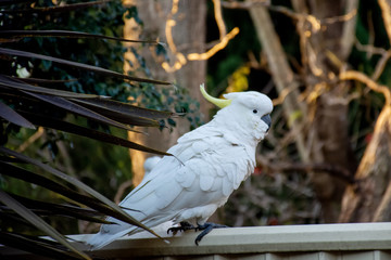 Sulphur-crested cockatoo seating on a fence. Urban wildlife. Australian backyard visitors