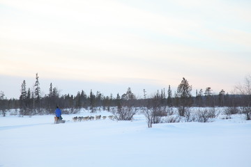 Dog sled vacations and dog musher race on snow in winter.