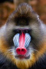 Fototapeta premium Mandrill