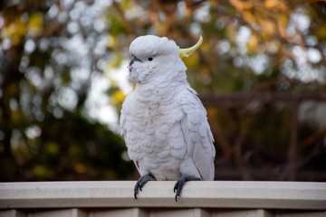 Sulphur-crested cockatoo seating on a fence. Urban wildlife. Australian backyard visitors