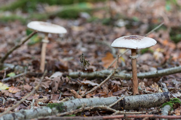 Champignons comestibles en automne 