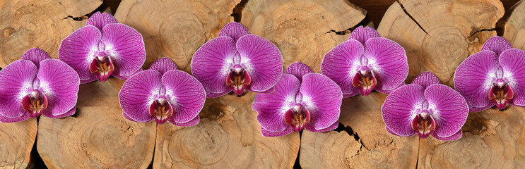 Still life with orchids and cross sections of a tree on a dark blue background