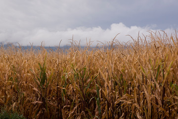 ripe corn field with sky background