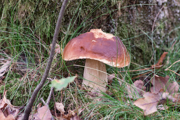Champignon comestible, cèpe de Bordeaux