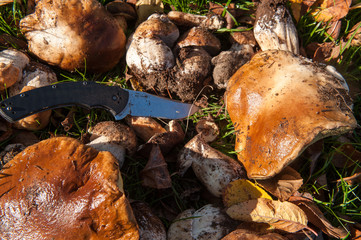 mushrooms on the grass in the garden5