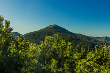Obraz premium top of the mountain picturesque view with needle branches foreground and lonely gorgeous peak with blue sky background travel photography 