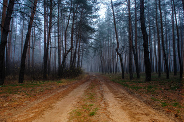 Fototapeta premium morning fog in the autumn forest5