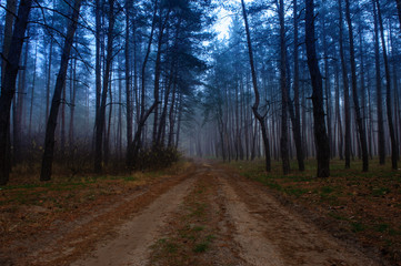 Naklejka premium morning fog in the autumn forest4