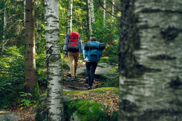 candid people scene of two backpackers girls hiking in highland birches and pine forest mountains in autumn fresh season weather time, travel photography concept 